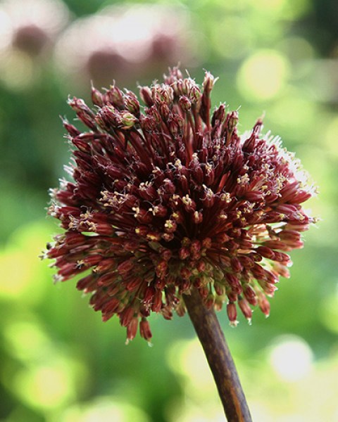 Allium Red Mohican.jpg